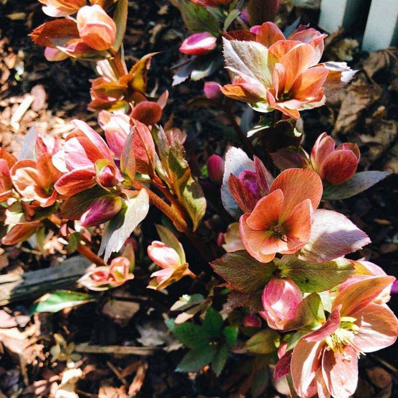 Blossoming flowers on the plant.